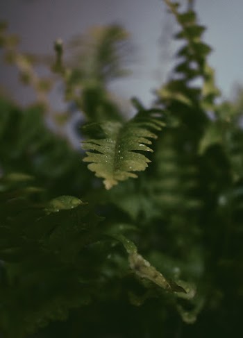 Selective Focus Photography of Green  Fern Leaves