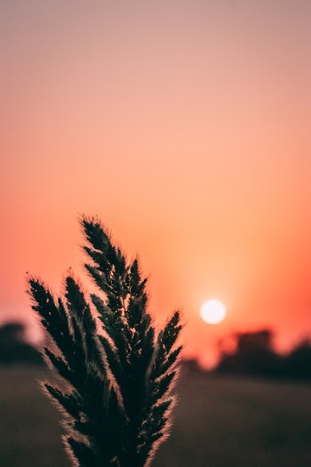 Selective Focus Photography of Green Fern Plant