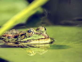 Selective-focus Photography of Green Frog