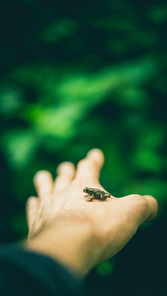 selective focus photography of green frog on left human hand