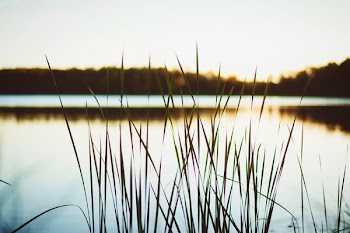 Selective Focus Photography of Green Grass
