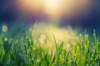 Selective Focus Photography of Green Grass