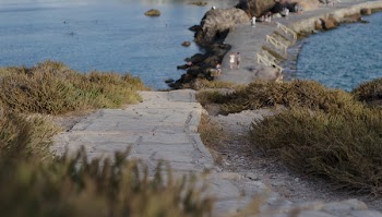 Selective Focus Photography of Green Grass Near Beach