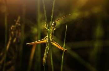 Selective Focus Photography of Green Grasshopper on Leaf