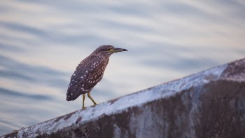 Selective Focus Photography of Green Heron