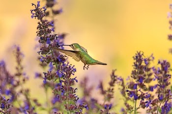 selective focus photography of green hummingbird perching on purple salvia flowers