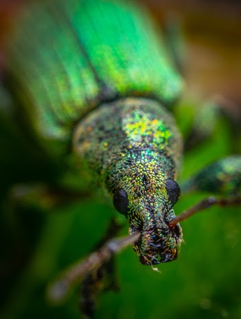 Selective Focus Photography of Green Insect