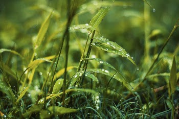 Selective Focus Photography of Green Lead Plant