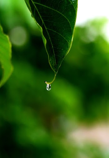 Selective Focus Photography Of Green Leaf