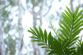 Selective Focus Photography of Green Leaf