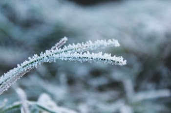 Selective Focus Photography of Green Leaf