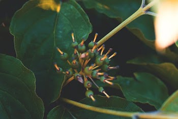 Selective Focus Photography of Green Leaf