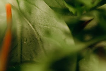 Selective Focus Photography of Green Leaf