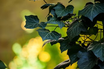 Selective-focus Photography of Green Leaf Plant