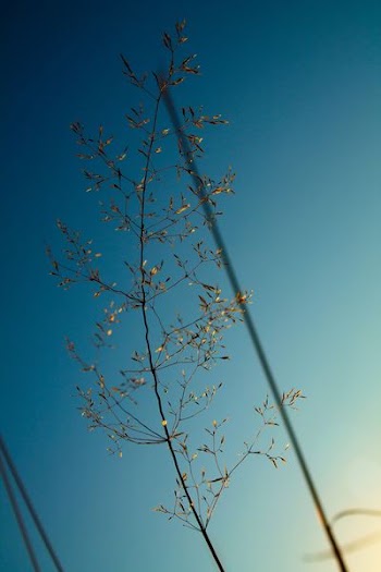 selective focus photography of green leaf plant