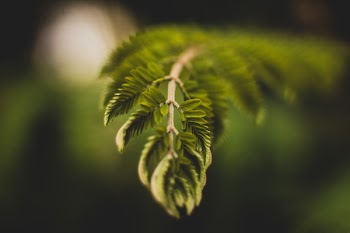 Selective Focus Photography of Green Leaf Plant