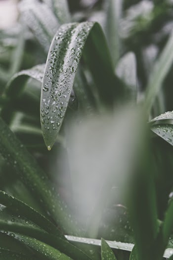 Selective Focus Photography Of Green Leaf Plant