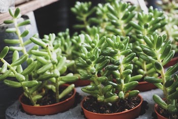 Selective Focus Photography of Green Leaf Plants