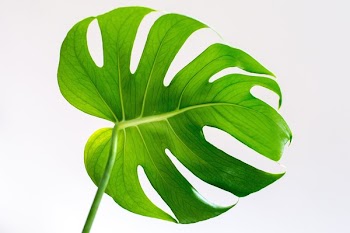 Selective Focus Photography of Green Leafed Plant