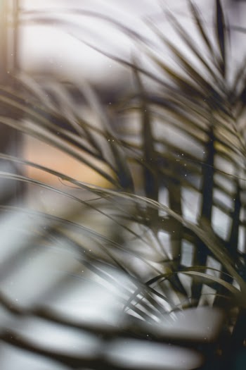 Selective Focus Photography of Green Leafed Plant