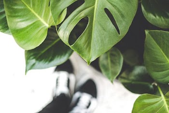 selective focus photography of green leafed plant