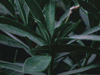 selective focus photography of green leafed plant