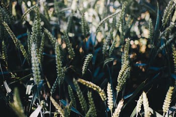 selective focus photography of green leafed plant