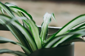 Selective Focus Photography of Green-leafed Plant