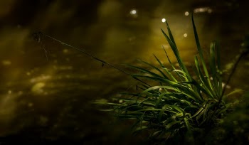 Selective Focus Photography Of Green Leafed Plant