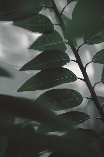 Selective Focus Photography of Green-Leafed Plant