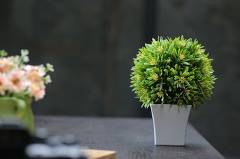 Selective Focus Photography of Green Leafed Plants