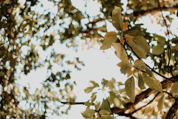 Selective Focus Photography of Green-leafed Trees