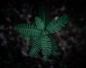 Selective Focus Photography of Green Leafy Plant