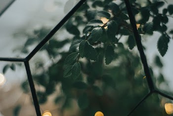 Selective Focus Photography of Green Leaves