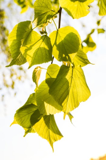 Selective Focus Photography of Green Leaves