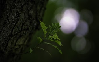 Selective Focus Photography Of Green Leaves