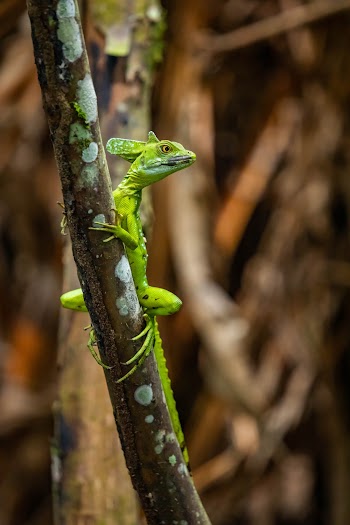 Selective Focus Photography of Green Lizard on Tree