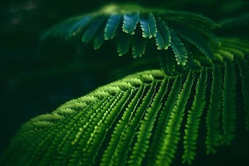 selective focus photography of green pinate leaf plant