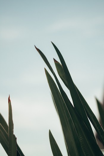 Selective Focus Photography of Green Plant