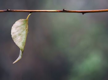 selective focus photography of green plant leaf