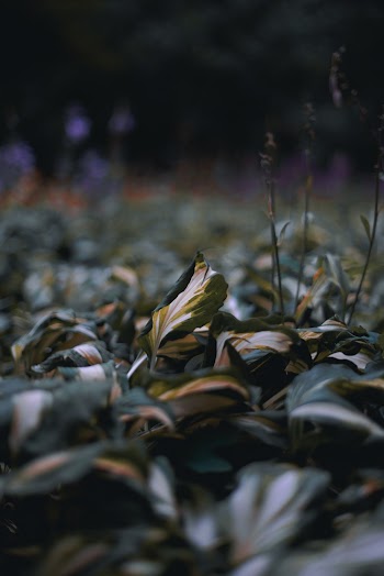 Selective Focus Photography of Green Plants