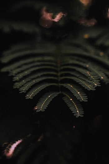 Selective Focus Photography Of Green Shame Plant