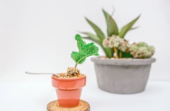 selective focus photography of green sprout on brown pot