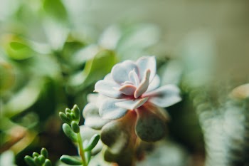 Selective Focus Photography of Green Succulent Plant