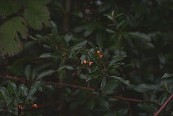 Selective Focus Photography of Green Tree