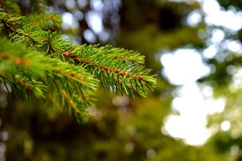 Selective Focus Photography of Green Tree