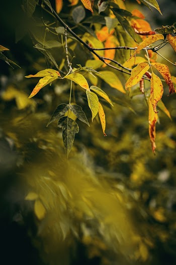 Selective Focus Photography of Green Tree Leaf