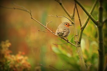 Selective Focus Photography of Grey Bird in Tree Branch