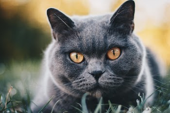 Selective Focus Photography Of Grey Cat