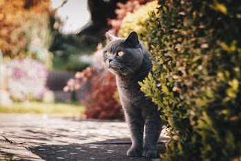 Selective Focus Photography Of Grey Cat